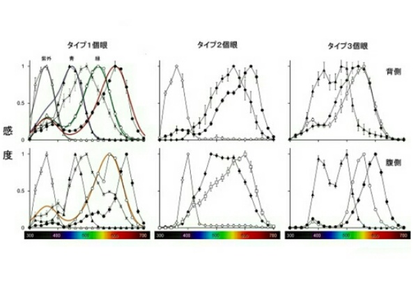 総研大，アオスジアゲハに15種の色センサーを発見