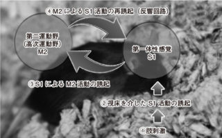 今回発見した「反響回路」