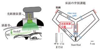 Y字迷路の実験 提供:理研