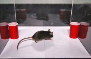マウスに床面の感触を記憶させた 提供:理研