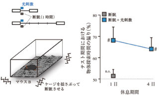 断眠しても光刺激で記憶が定着した 提供:理研