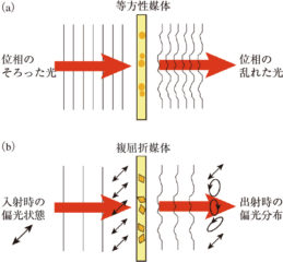 図2　（a）等方性媒体と（b）複屈折媒体で生じる位相変化