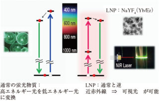 近赤外光を可視光に変換できるLNP　出所：JST