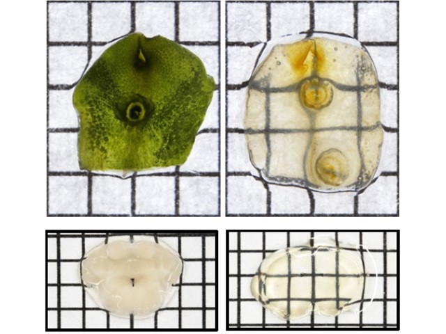 阪大ら，蛍光を維持する動植物共通透明化法を開発
