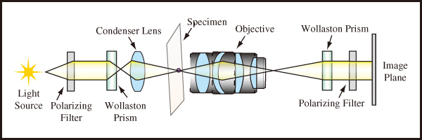 図5　ウォラストンプリズムを用いて入力ビームを2つの偏光成分に分離するDIC顕微鏡法の典型的構成