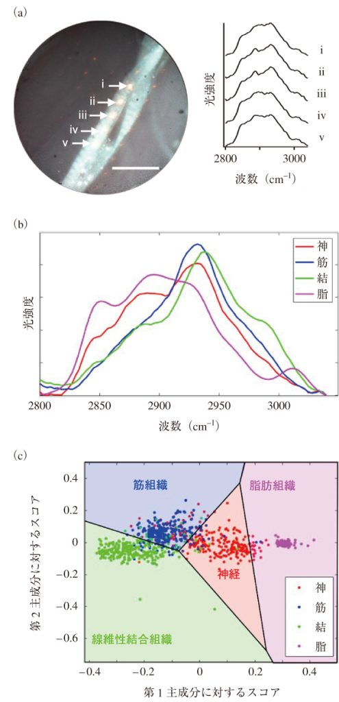 図4　関心領域選択的ラマン分光分析技術による生体組織のラマンスペクトル測定。（a）ラットの末梢神経の測定例。画像上で図示した位置からラマンスペクトルを同時測定。（b）末梢神経，筋組織，線維性結合組織，脂肪組織それぞれから測定したラマンスペクトル（末梢神経はn=250，筋組織，線維性結合組織，脂肪組織はそれぞれn=260）を平均した結果。（c）全測定スペクトル（n=1030）の第1主成分と第2主成分のスコアの2次元プロット，及びスコアプロットをもとに構築した線形判別モデル。aのスケールバーは2 mm。