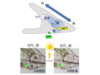 筑波大ら，ウニの腸が光に応答し開口する現象を発見