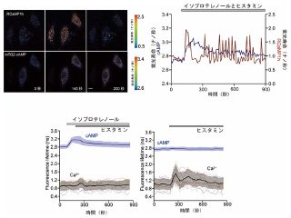 理研ら，蛍光寿命バイオセンサー生成基盤を開発