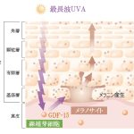 富士フイルム，紫外線最長波がシミの一因だと解明の画像