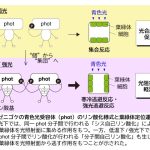 宇大ら，植物が過酷な環境に迅速応答する機構を解明の画像