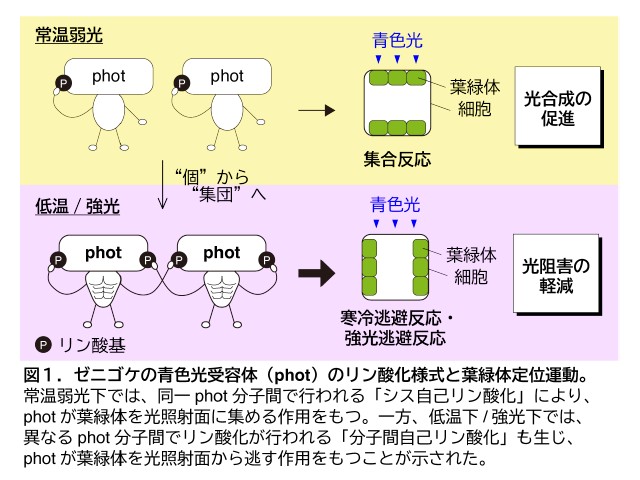 宇大ら，植物が過酷な環境に迅速応答する機構を解明