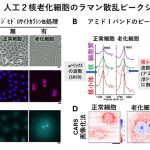 慶大ら，老化を可視化できるラマン顕微鏡法を開発の画像