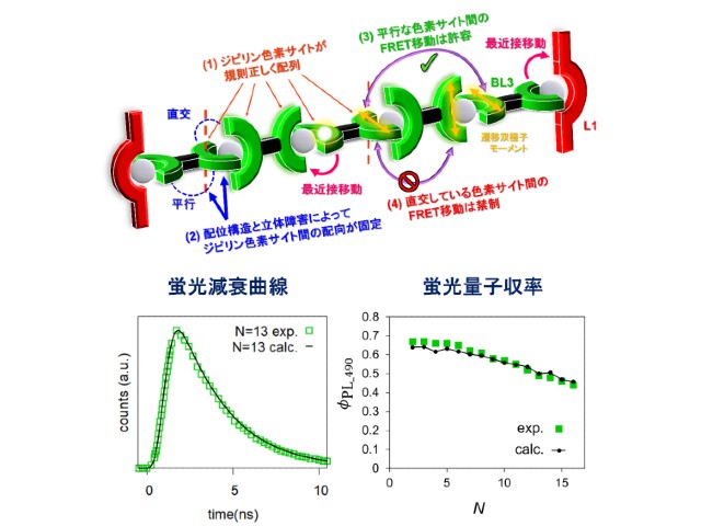 東北大ら，光輸送するナノチェーンを開発し機構解明