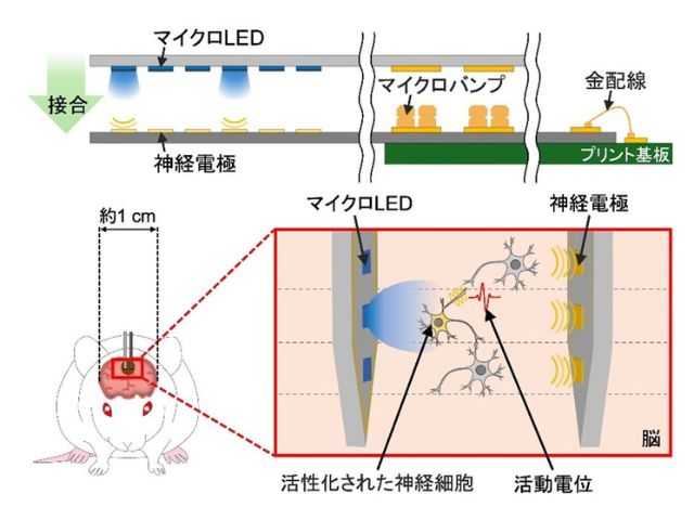 豊技大ら，マイクロLEDと神経電極の一体化プローブ作製