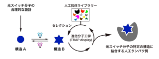 東大、名工大、名大が光で細胞を自在に操る新技術をゼロから創出