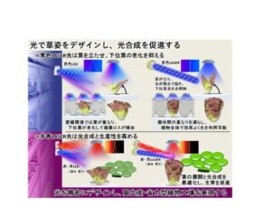 東大、レーザーダイオードによる精密光照射で植物の光合成活性を最大化