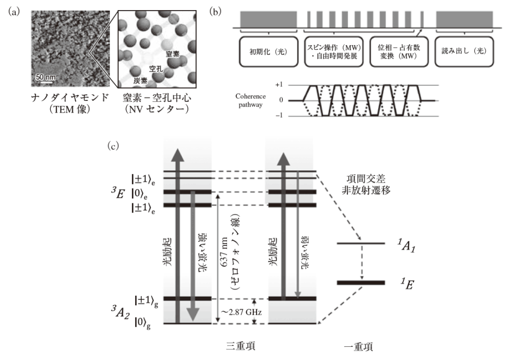 図1　ナノダイヤモンドNV中心とODMRの基本原理。（a）ナノダイヤモンドのTEM像と，ダイヤモンド格子中の窒素-空孔中心（NVセンター）の模式図。（b）ODMR計測の骨格を示す模式図。緑色は緑色光パルス，オレンジ色はマイクロ波（MW）パルス。光による初期化，マイクロ波によるスピン操作・自由時間発展，測定基底への写像（解析パルス）を経て，光（蛍光）で読み出す。提示したパルス列は一例だが，連続波（CW）およびパルス計測（Ramsey／Hahn echo／DD系列など）で共通の流れを示す。（c）NVセンターの準位構造と光学遷移の概略。三重項状態間のスピン遷移（〜2.87 GHz）と，非放射遷移（項間交差）を介したスピン依存蛍光コントラストの生成を模式的に示す。